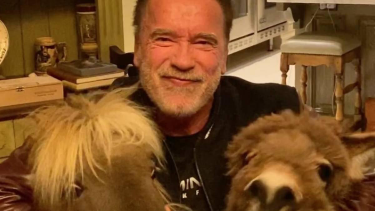 Schwarzenegger, con su poni y su burro