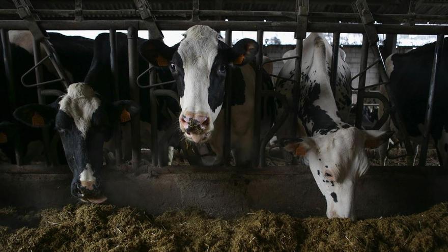 El vacuno lechero se concentra, pero más despacio que en el resto de España