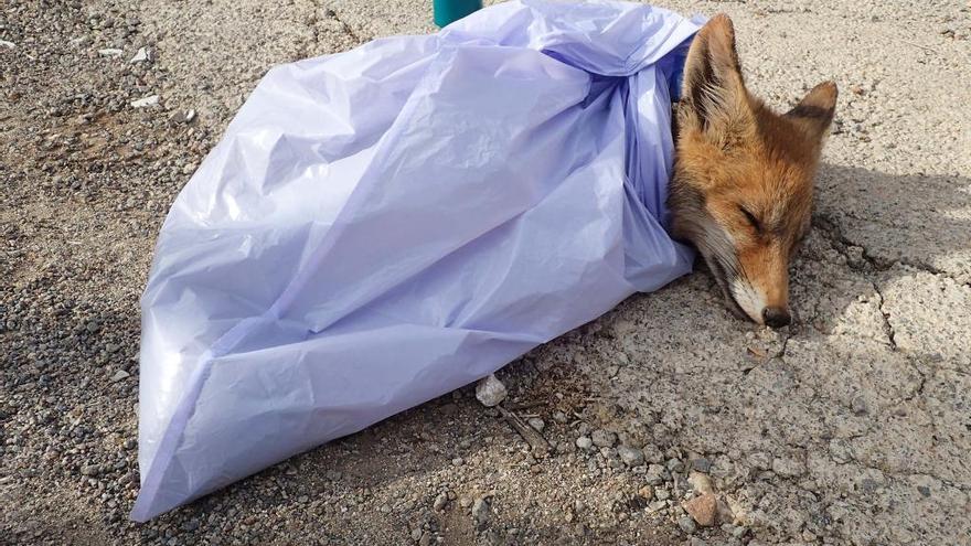 Un grupo de vecinos rescata a un pequeño zorro en La Unión