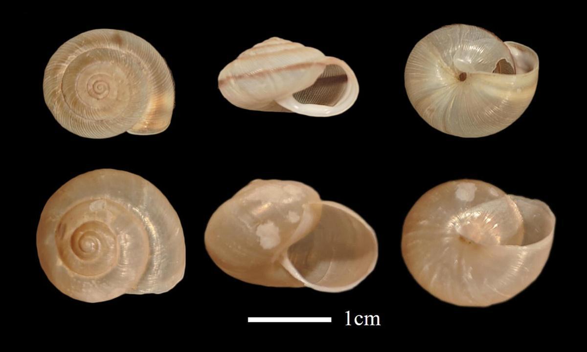 Algunas de las conchas de caracoles terrestres utilizados en la investigacion.