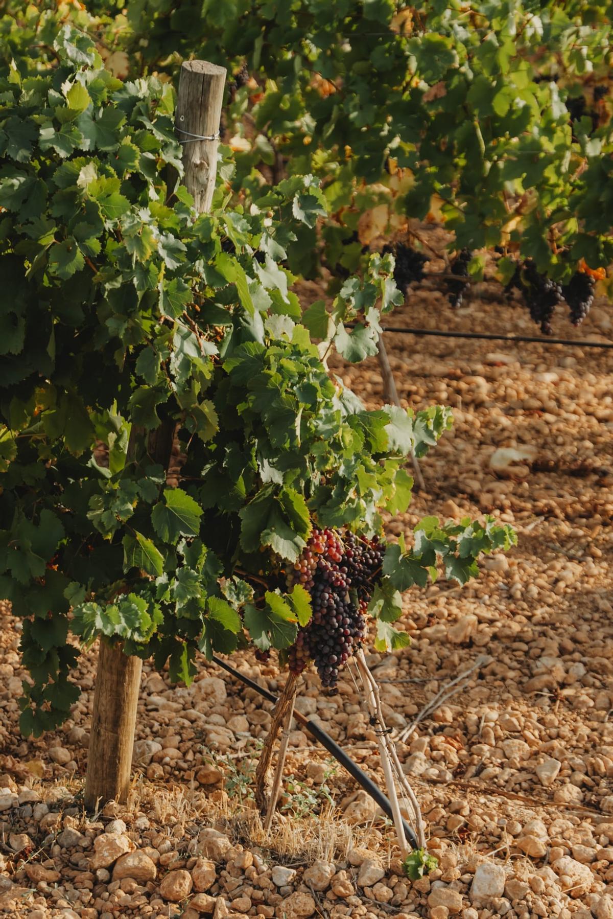 Los hermanos Vidal Serra fundaron una bodega que combina técnicas vitivinícolas tradicionales con las innovaciones más recientes.