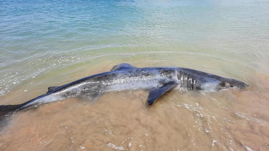 Un aviso por la presencia de un tiburón obliga a desalojar a los bañistas de Bastiagueiro