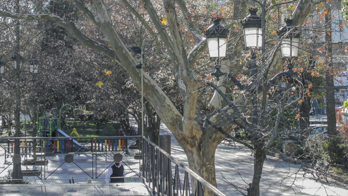 Luminarias en la zona central del paseo. Su cambio a LED hace unos años y la fronda de los árboles reducen su eficacia.