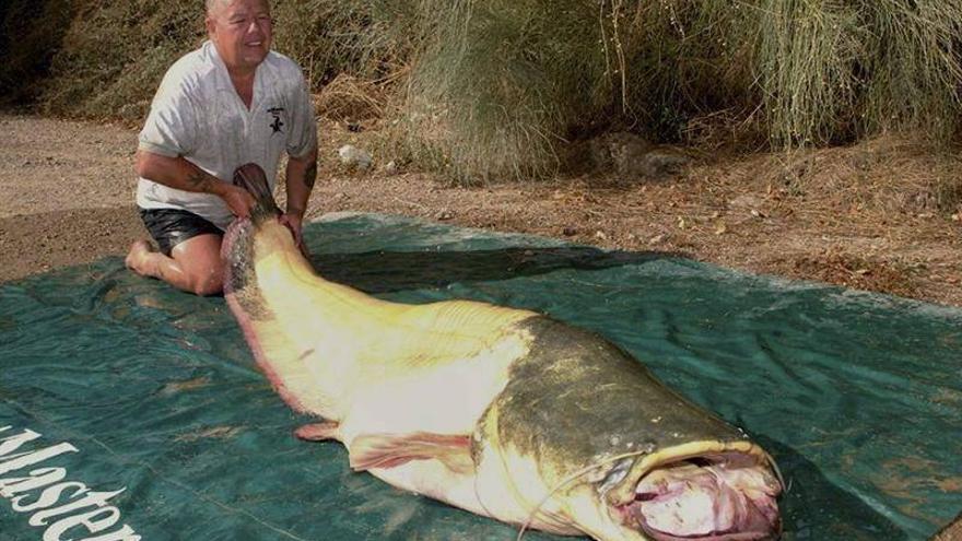 Un ciudadano británico pesca en el Ebro un siluro albino de 93 kilos