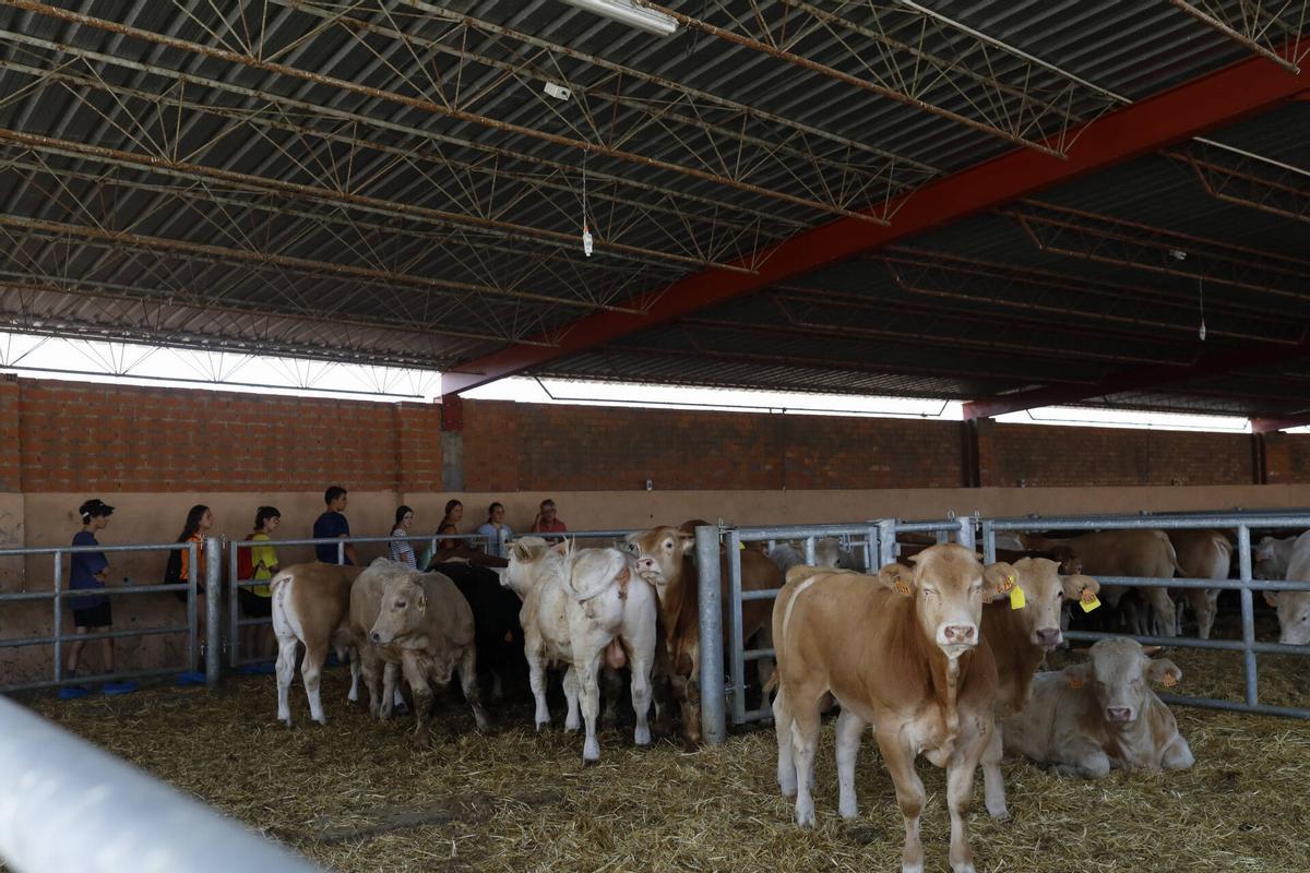 GALERÍA | Cerecinos del Carrizal, sede de un "Campo de Voluntariado"