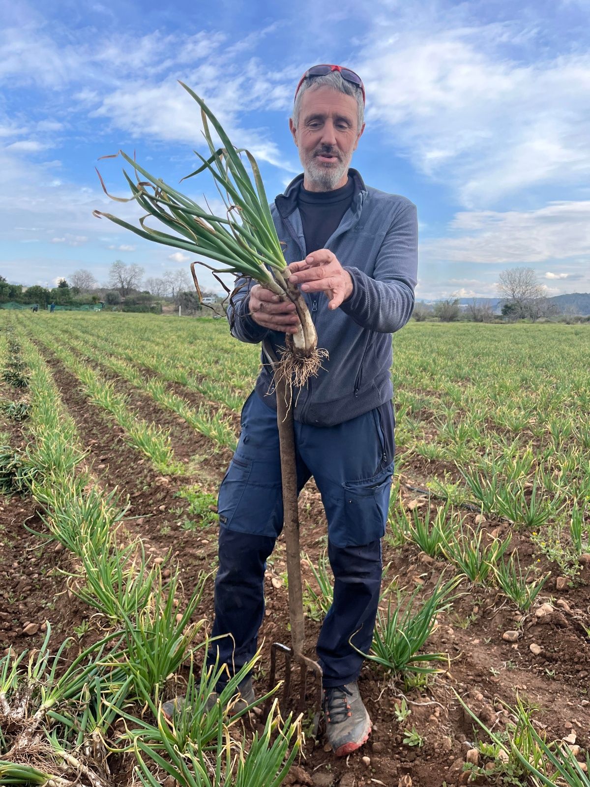 Majols Natura es uno de los mayores productores de calçots de Cataluña.