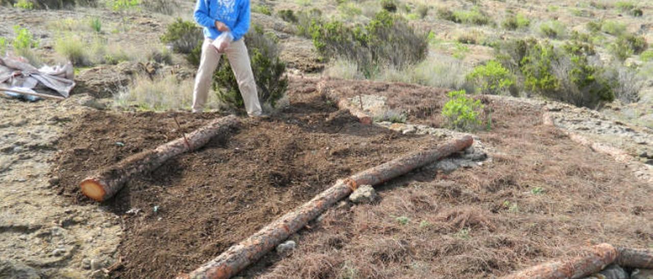 El Cabildo usa la ingeniería biológica para recuperar la reserva de El Brezal