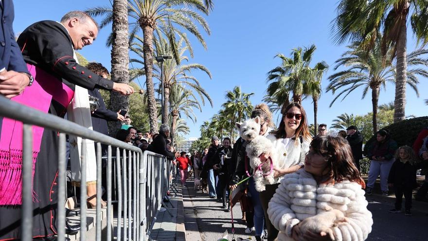 Un día de perros para celebrar Sant Antoni