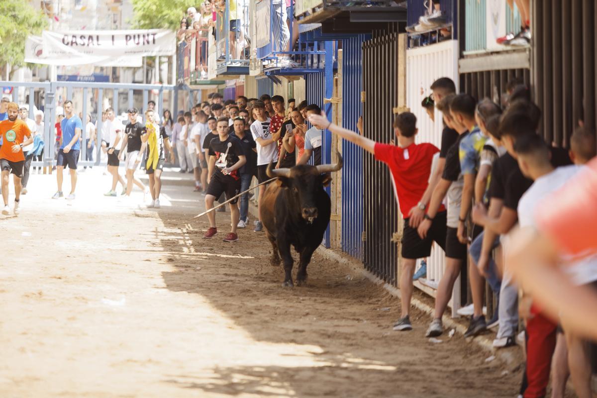 Las vacas de Miguel Parejo han protagonizado la sesión matinal en el recinto taurino.