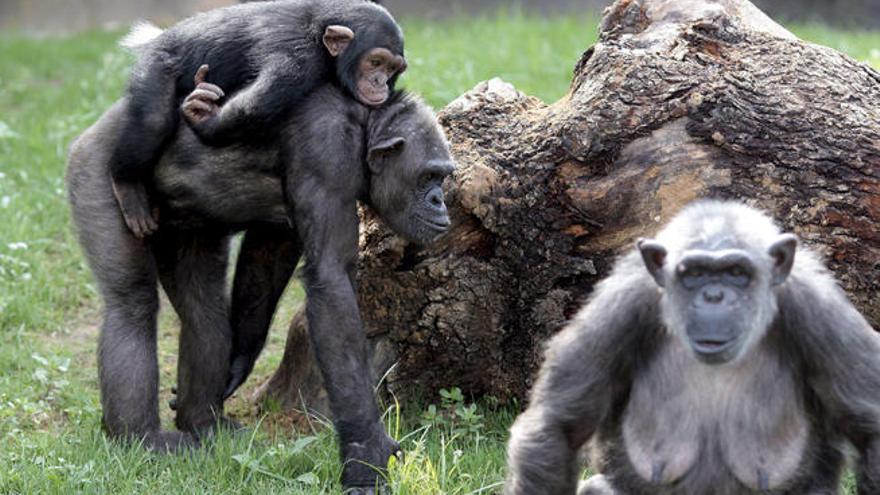 Un grupo de chimpancés en una reserva.