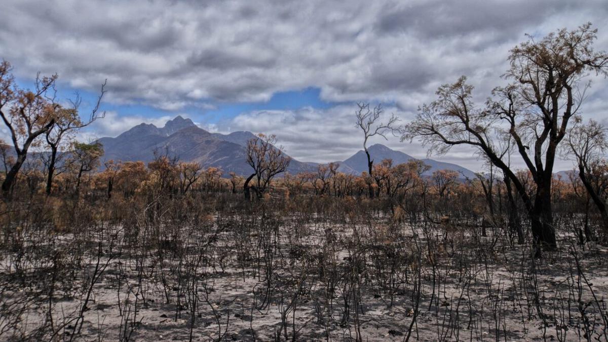 Un bosque arrasado por un incendio forestal.