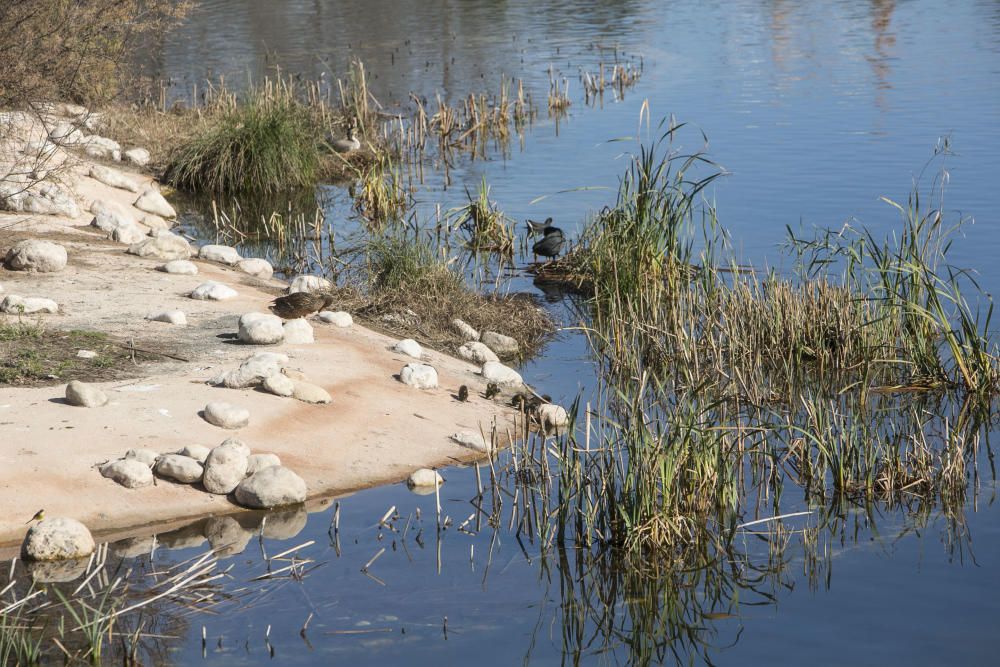 El parque La Marjal, hábitat para un centenar de especies de aves en la playa de San Juan de Alicante