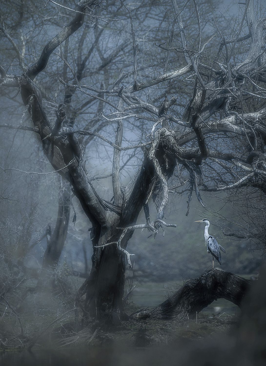 GREY HERON IN HABITAT - Jayanta Guha (India) - Mención de Honor: Mundo de las Aves