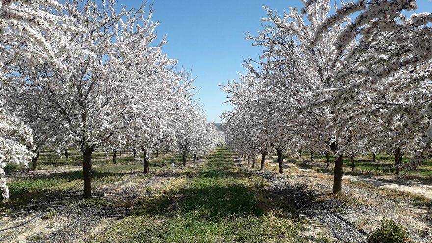 Plantación de almendros en un campo aragonés.