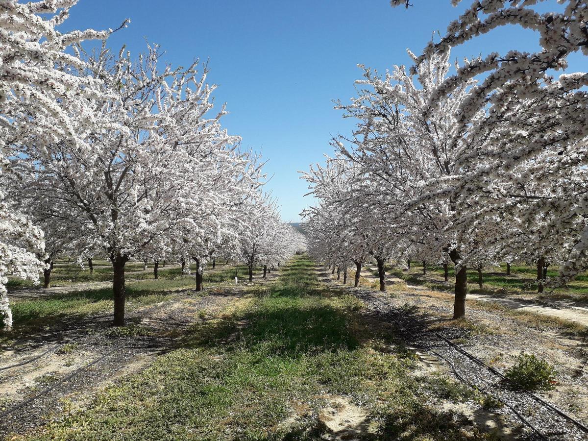 Plantación de almendros en un campo aragonés.