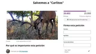 Movilización masiva para salvar a "Carlitos", el ciervo más famoso de Zamora