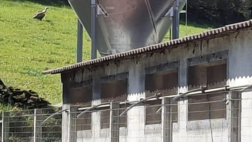 Un buitre leonado se detectó junto a una explotación ganadera en Suíme