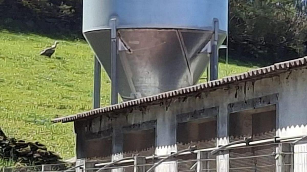El ejemplar, junto a la granja de Suíme.