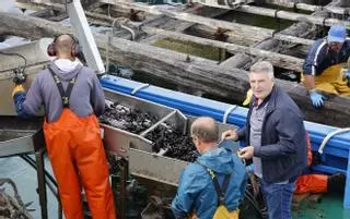 La DOP Mexillón de Galicia no tira