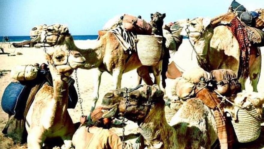 Un grupo de camellos y sus guías esperan entrar en escena, ayer. | lauren paul
