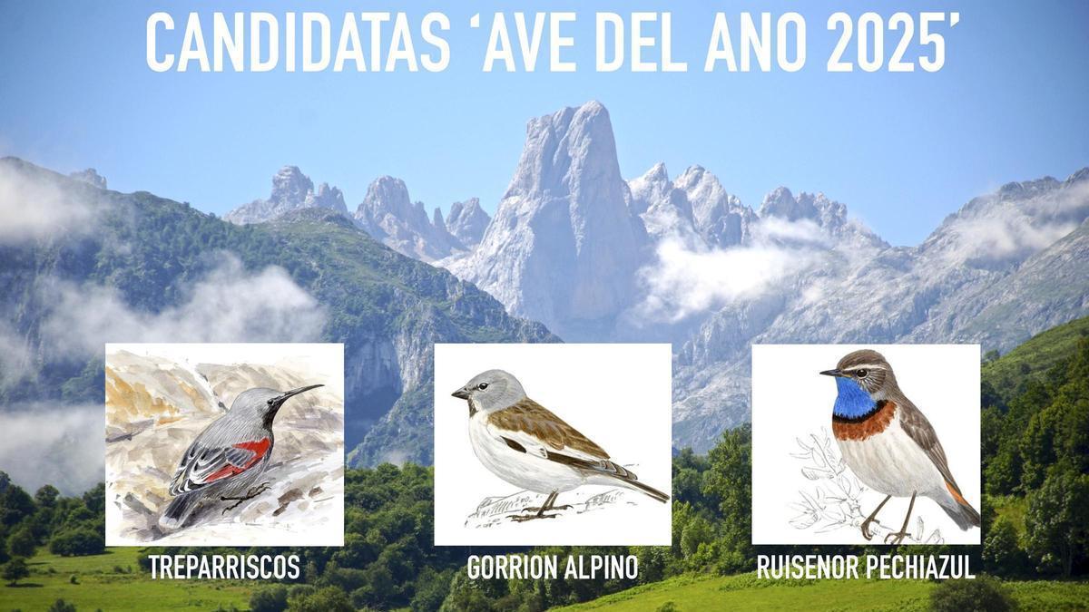 Las tres candidatas a 'Ave del año 2025'