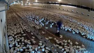 ¿Qué es la gripe aviar? ¿Cómo se contagia? ¿Puede afectar a las personas?