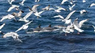 El BDRI desmenuza el papel del ecosistema costero frente a la presión pesquera
