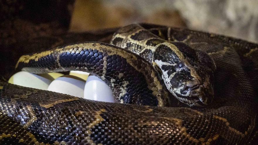 La serpiente más grande de África se pone de parto en Bioparc