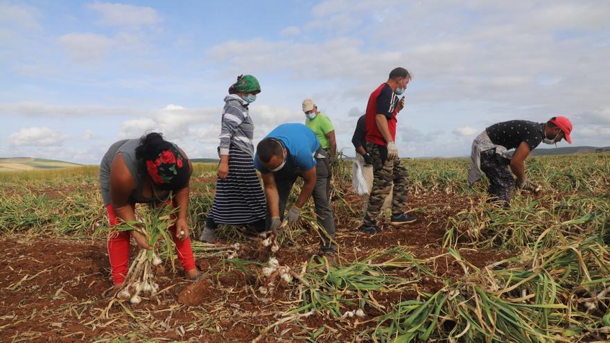 La campaña del ajo de Córdoba reduce este año un 50% el empleo y un 20% la cosecha