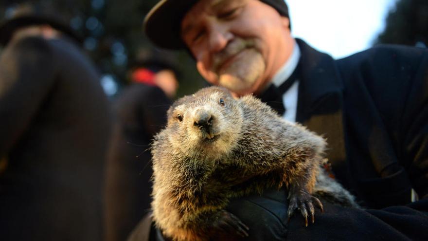 La marmota Phil.