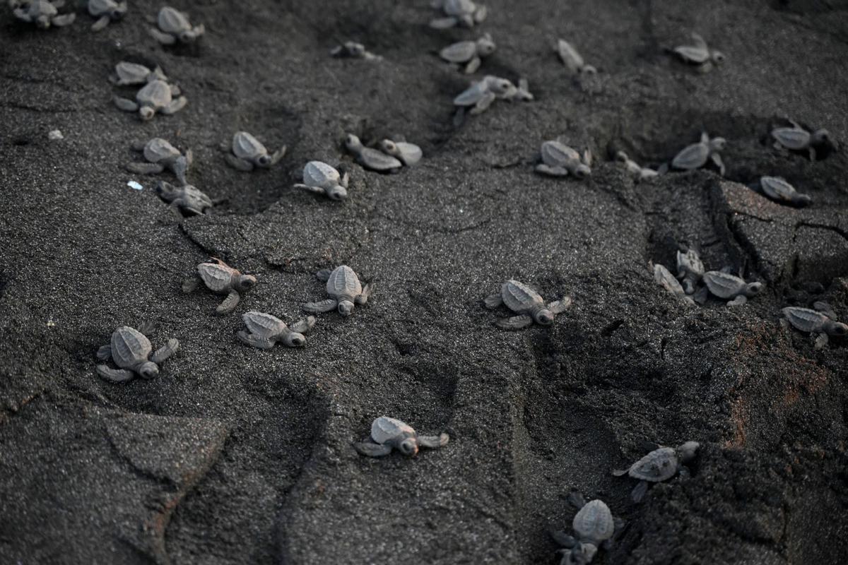 Crías de tortuga negra (Chelonia mydas agassizzii) se dirigen hacia el mar tras de ser liberadas en la playa de Sipacate, a unos 135 km al sur de Ciudad de Guatemala, el 19 de octubre de 2022.