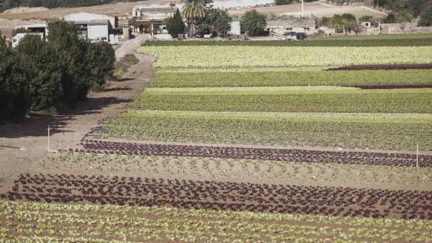 Els pagesos asseguren que els costos de producció s’han disparat.