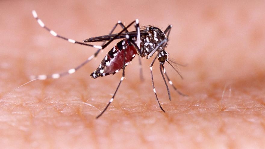 Sanidad identifica una planta como posible criadero del mosquito del Zika en Tenerife
