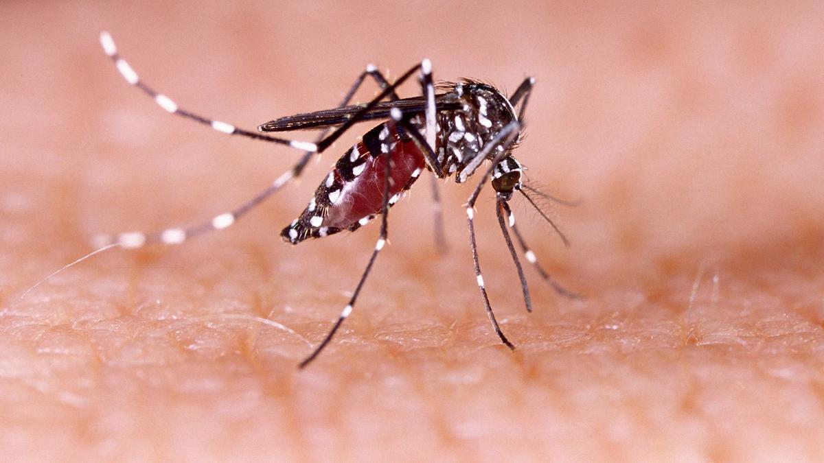 Hallan el compuesto químico que atrae a los mosquitos del Zika y el dengue  - Información