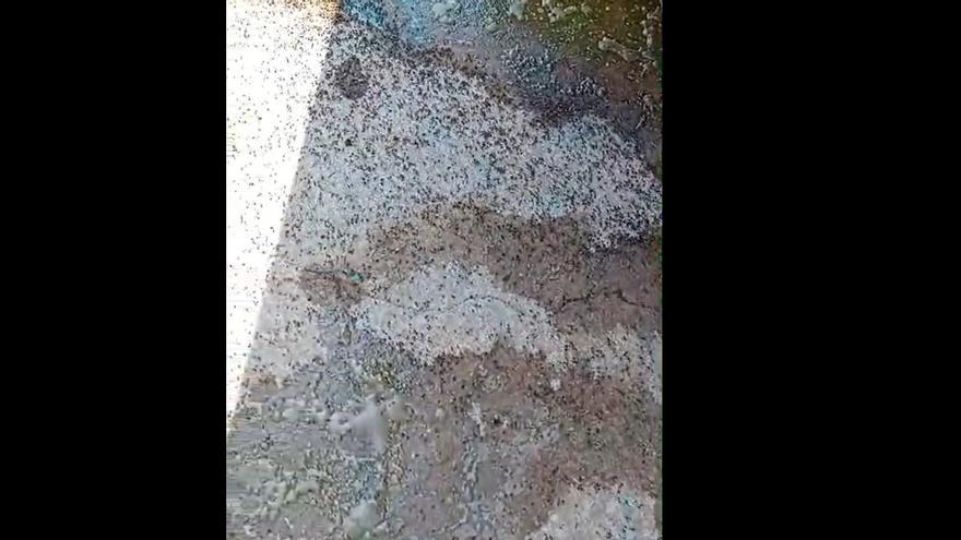 Invasión de chinches en La Torre: "Han salido de un huerto y están por todas partes"