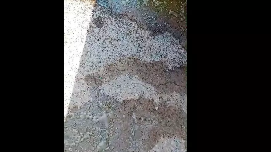 Invasión de chinches en La Torre: "Han salido de un huerto y están por todas partes"