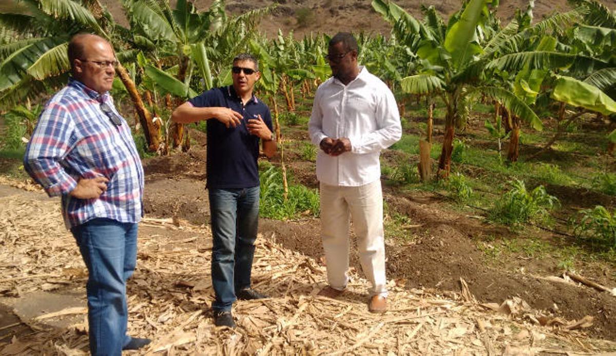 El consejero de Agricultura del Ejecutivo regional, Narvay Quintero (centro), en una explotación platanera.