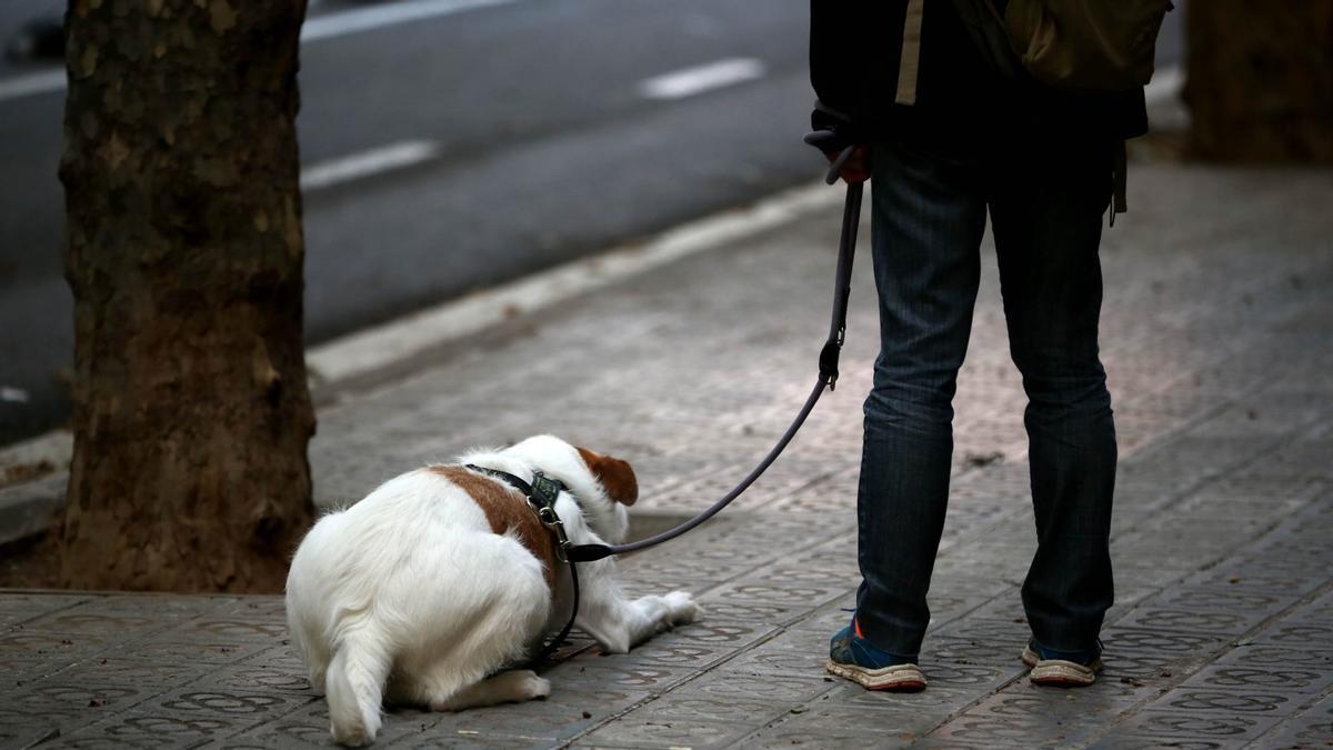 Així ha afectat (i afecta) la pandèmia de la Covid a gossos i gats