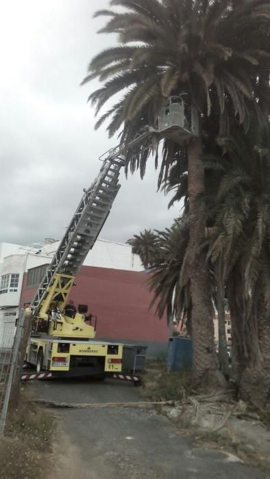 Rescate de una cría de cernícalo en Telde