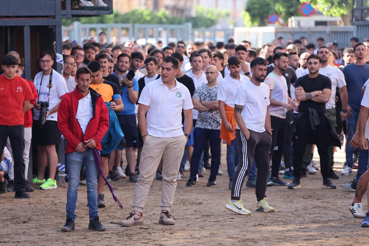 Fotogalería I Las imágenes de la tercera jornada de 'bou al carrer' de las fiestas de Sant Pasqual en Vila-real