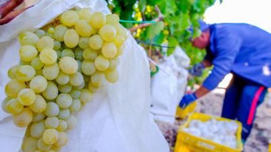 Los efectos del temporal ponen por las nubes el precio de la uva para Nochevieja