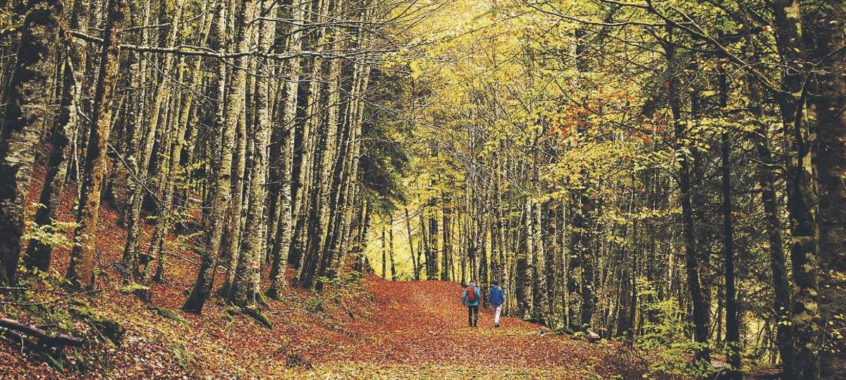 Fagedes i rouredes, en busca del bosc encantat