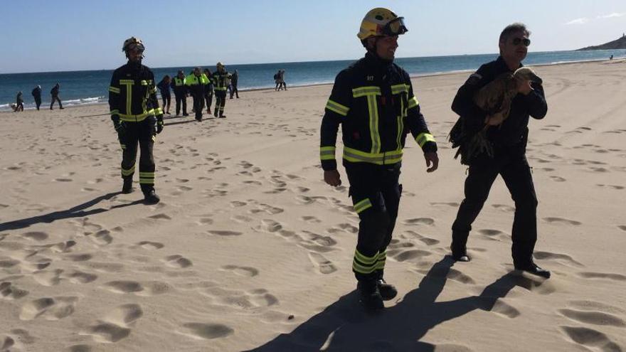 Los bomberos han rescatado al buitre leonado