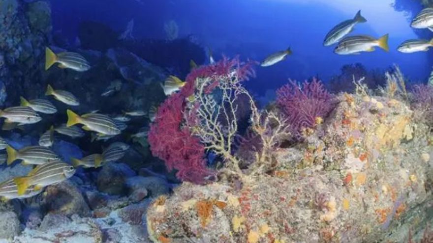 Of general interest an expedition on new endangered marine species
