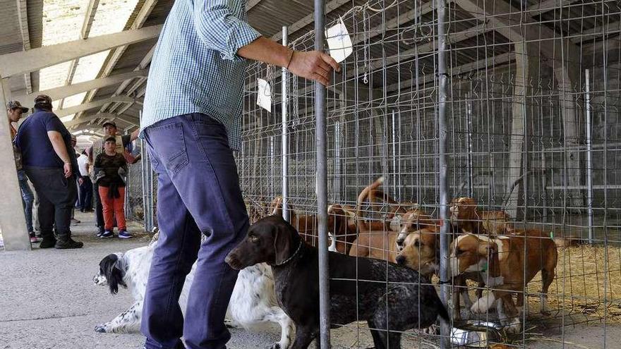 Los cazadores cuestionan la norma que obliga a reformar las perreras con  más de 15 canes - Faro de Vigo