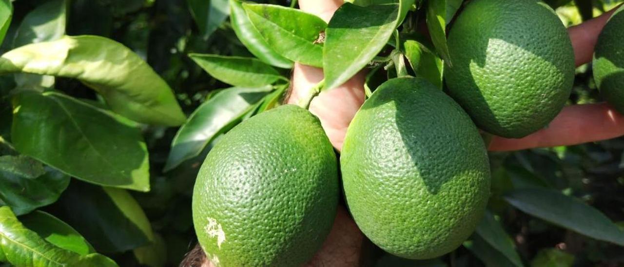 Aspecto que presentan las naranjas por falta de riego en primavera.