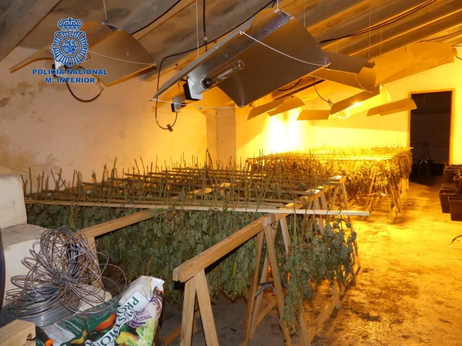 La Policía desmantela un gran invernadero de marihuana en Maria de la Salut