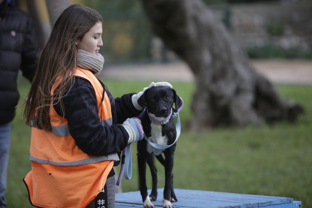 Wer rettet einen Hund aus Son Reus vor dem Tod?