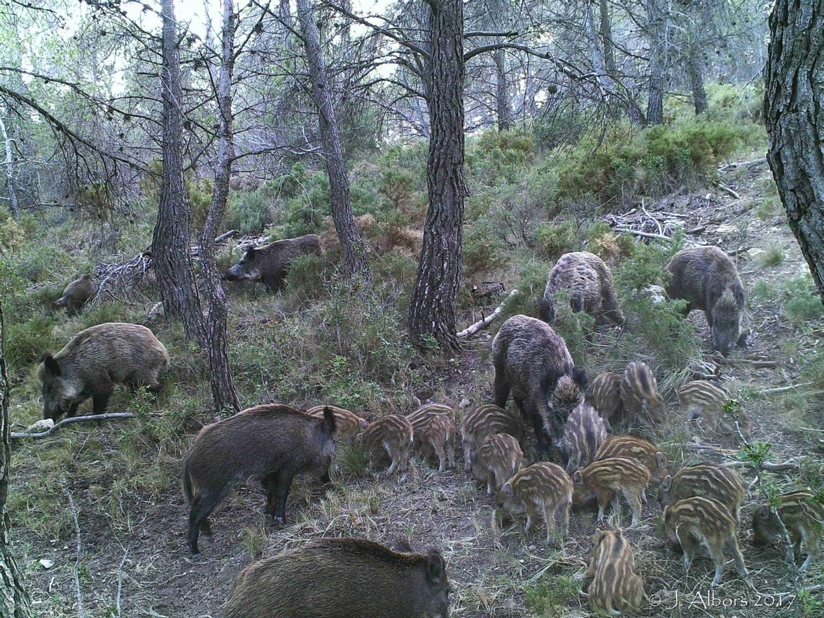 Jabalíes alimentándose en una zona de monte del norte de la provincia de Alicante.