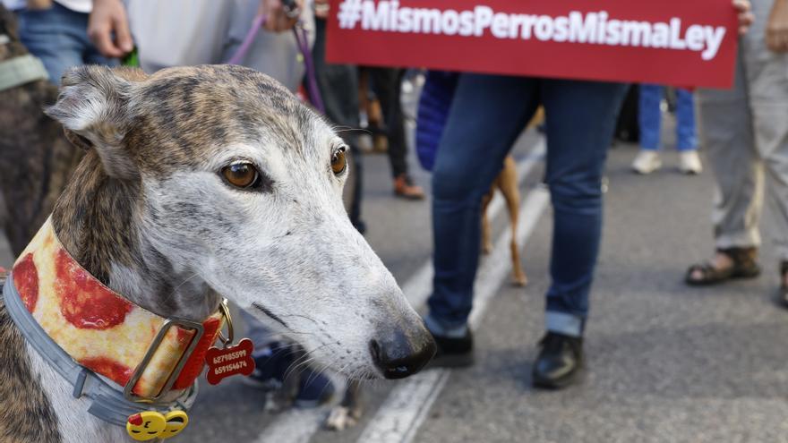 Una concentración frente al Congreso pide al PSOE no excluir a los perros de caza de la ley de bienestar animal